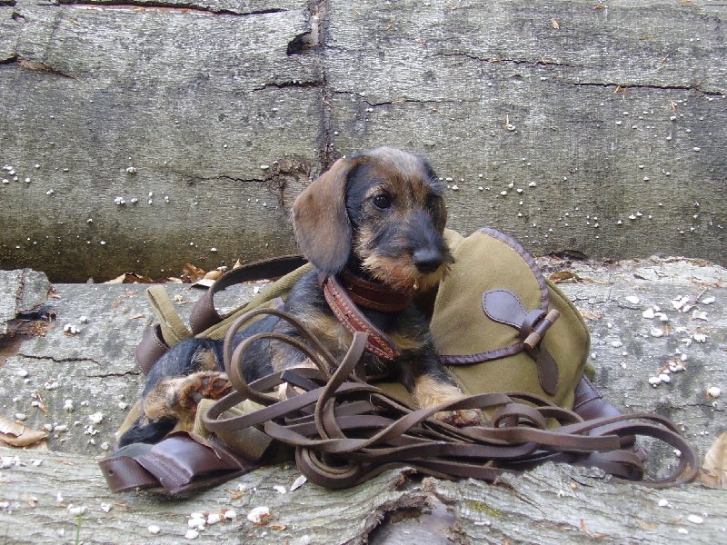  Auteur : LAURENCE KIPPER