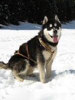 Étalon Alaskan Malamute - Cazan of maikan quest