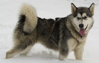 Étalon Alaskan Malamute - Coleen river du Clan d'Ukiok