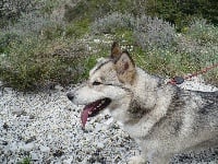 Étalon Alaskan Malamute - Ceres okkumut des rives du haut verdon