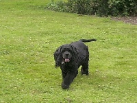 Étalon American Cocker Spaniel - Chuck au regard d'Ange
