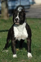 Étalon American Staffordshire Terrier - Urbanne legend De la rue de la paix
