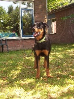 Étalon Berger de Beauce - Daylinn Abby Living next door