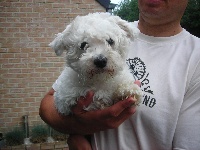 Étalon Bichon maltais - Zoé (Sans Affixe)