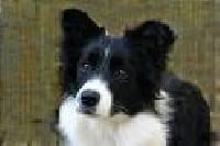 Étalon Border Collie - eyes of the world Dragonfly