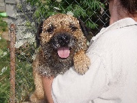 Étalon Border Terrier - Che guevarra de Kibéfa (Sans Affixe)