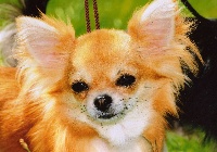 Étalon Chihuahua - Douchka (dit: Diva) des Cherihuas