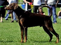 Étalon Dobermann - CH. Jeronimo von nemesis