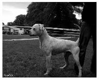 Étalon Dogo Argentino - che Nahuel toki