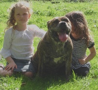 Étalon Dogue de Majorque - Betty bou 