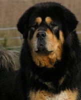 Étalon Dogue du Tibet - CH. Vang-loo du domaine de Toundra