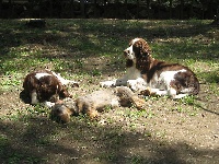Étalon English Springer Spaniel - Ninon de lenclos Du bois des amourettes