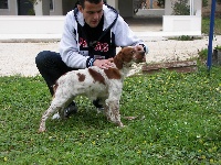 Étalon Epagneul Breton - Baltasar toy Tzouramani