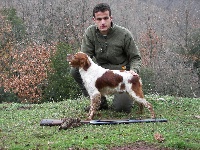 Étalon Epagneul Breton - Jeronimo toy Tzouramani