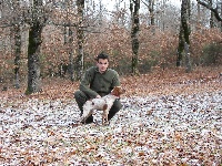 Étalon Epagneul Breton - Pyravlos toy Tzouramani