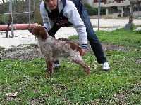 Étalon Epagneul Breton - Anthimos toy Tzouramani