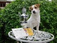 Étalon Jack Russell Terrier - Proud pacey of lovely lady's valley - Jack Beauty 