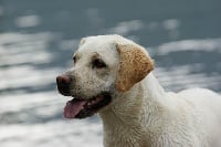 Étalon Labrador Retriever - Aeden (Sans Affixe)