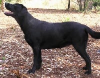 Étalon Labrador Retriever - Ulhane De la sauvagette