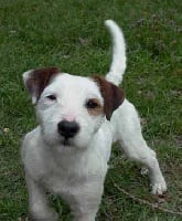 Étalon Parson Russell Terrier - Suzan's Pride Cocard