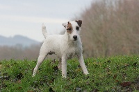 Étalon Parson Russell Terrier - Blizzard des Collines D'Arroux