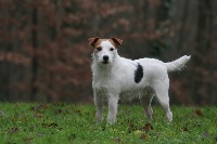 Étalon Parson Russell Terrier - Virgule des Collines D'Arroux