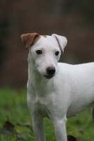 Étalon Parson Russell Terrier - Texane (Sans Affixe)