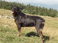 Étalon Rottweiler - Vanda dit loona (Sans Affixe)