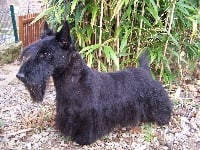 Étalon Scottish Terrier - Apollon du Moulin de Mac Grégor