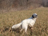 Étalon Setter Anglais - Cid du domaine de l'orbaf