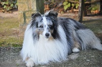 Étalon Shetland Sheepdog - Tyrol bleu du Grand Pre D'Ortignac