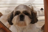 Étalon Shih Tzu - Violette de la vallée de Luchapt