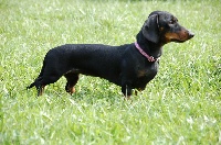 Étalon Teckel poil ras - CH. Felicitas prodomo