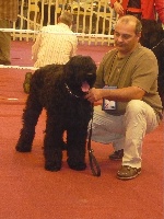 Étalon Terrier noir - Agate (Sans Affixe)