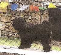 Étalon Terrier Tibetain - Karamain phari de Makalu