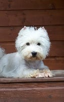 Étalon West Highland White Terrier - Ultime de la Robiniere