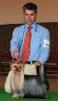 Étalon Yorkshire Terrier - CH. estugo's Leonidas