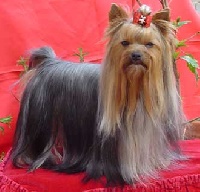 Étalon Yorkshire Terrier - CH. Alicia de Tango Pachús