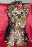 Étalon Yorkshire Terrier - Palaliah de Tango Pachús