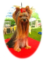 Étalon Yorkshire Terrier - Parkside's Lady of the Rings