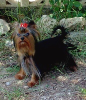 Étalon Yorkshire Terrier - Mío de Tango Pachús