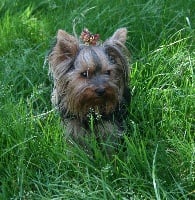 Étalon Yorkshire Terrier - Calimero de Philernamos