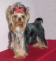 Étalon Yorkshire Terrier - Esmeralda de Tango Pachús