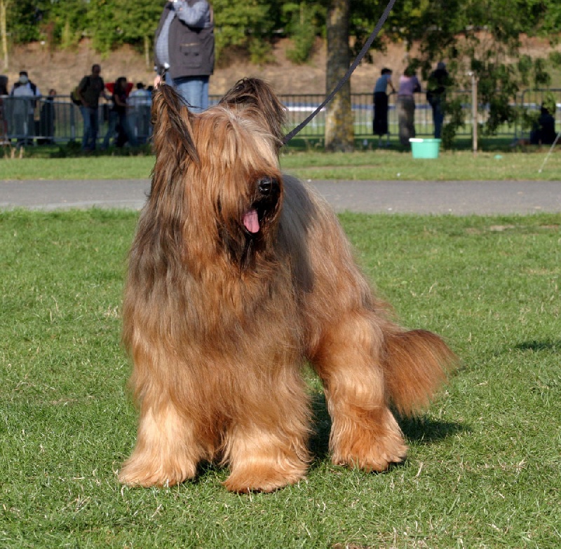 Vayant blond De la tour saint genin