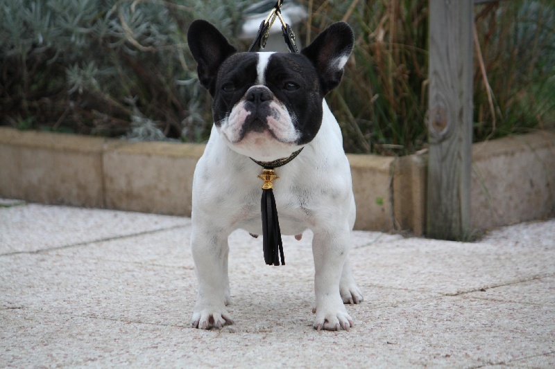 Bourgeoisie Du mas des bouilles a bises