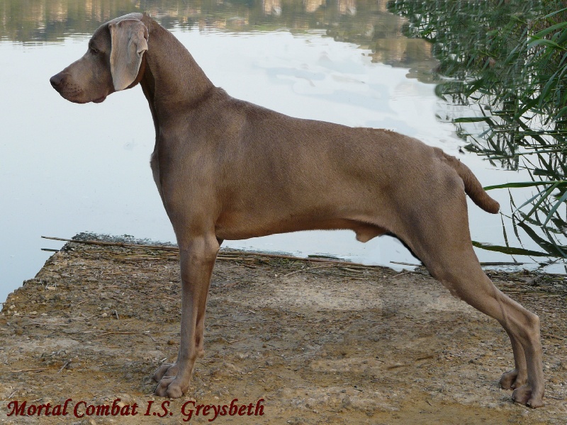 Publication : di Greysbeth