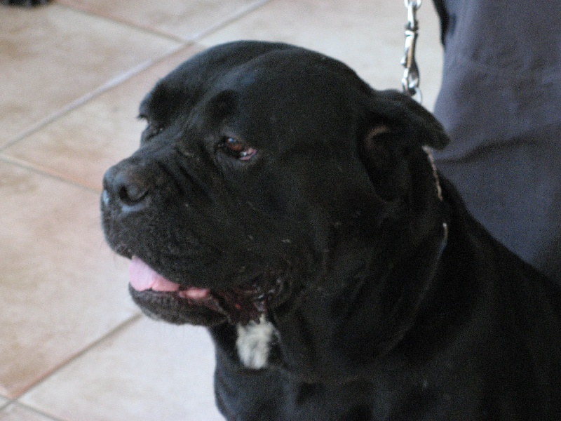 Bruna del nero velluto