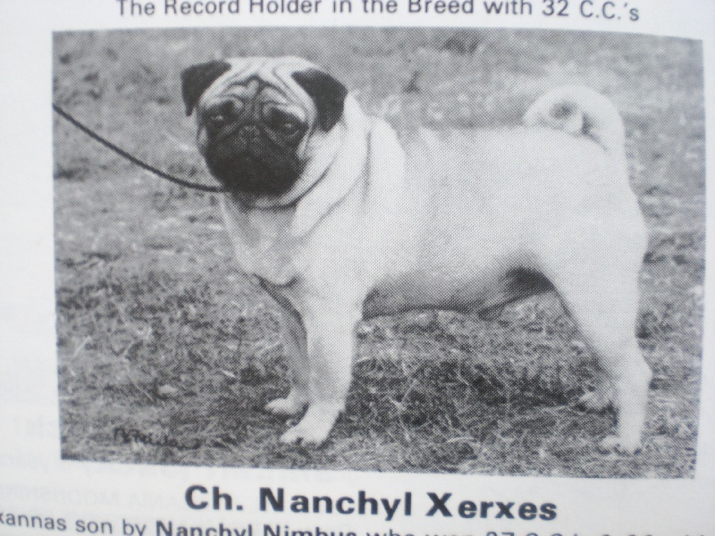 CH. Nanchyl Xerxes