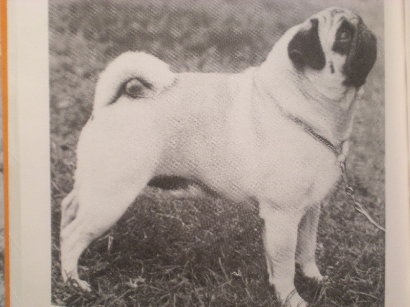 CH. cerne Bright star