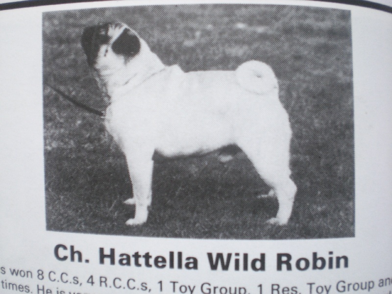 CH. Hattela Wild robin